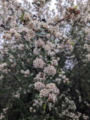 Ceanothus megacarpus