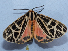 Apantesis parthenice