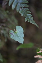 Corybas acuminatus