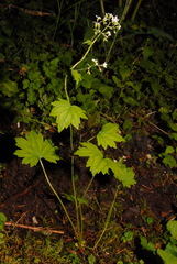 Boykinia occidentalis