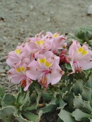 Alstroemeria umbellata