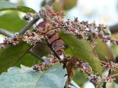 Sterculia guttata