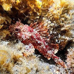 Scorpaena notata