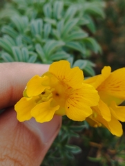 Tropaeolum polyphyllum