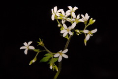 Boykinia occidentalis