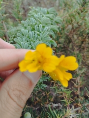 Tropaeolum polyphyllum