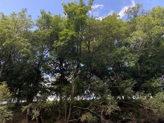 Cupaniopsis parvifolia