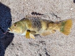 Notolabrus tetricus