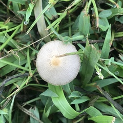 Conocybe apala albipes