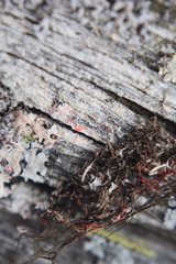 Marchandiomyces corallinus