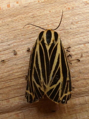 Apantesis virguncula