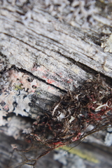 Marchandiomyces corallinus