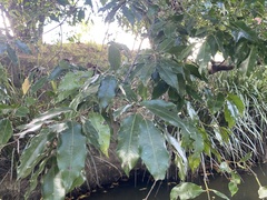 Cupaniopsis parvifolia