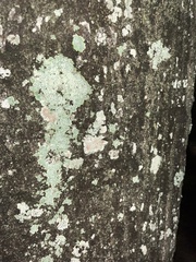 Physcia americana