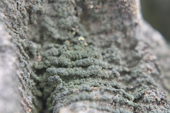 Trapeliopsis granulosa