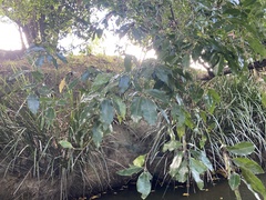 Cupaniopsis parvifolia