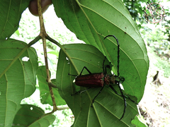 Psalidognathus friendii