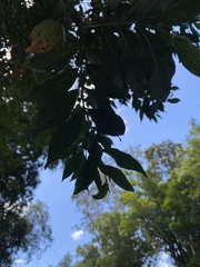 Cupaniopsis parvifolia