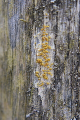 Lecanora symmicta