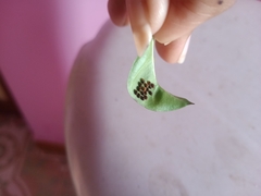 Aspidimorpha sanctaecrucis