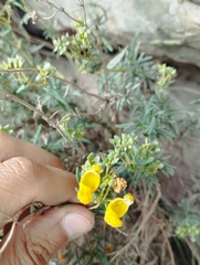 Calceolaria hypericina