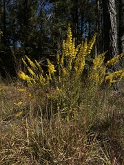 Solidago puberula pulverulenta