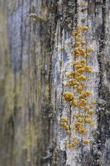 Lecanora symmicta