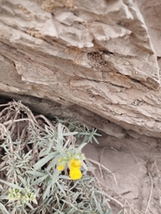 Calceolaria hypericina
