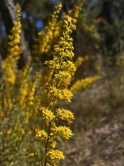 Solidago puberula pulverulenta
