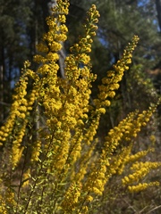 Solidago puberula pulverulenta