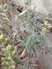 Calceolaria hypericina
