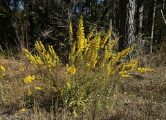 Solidago puberula pulverulenta