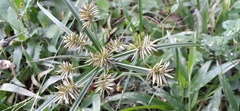 Cyperus cyperoides