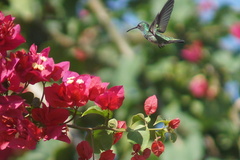 Chrysuronia coeruleogularis