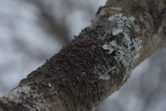 Melanohalea exasperata