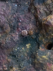 Tamigalesus
