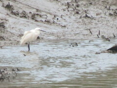 Egretta garzetta