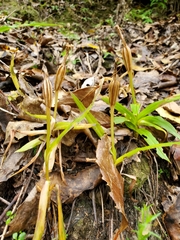 Pterostylis banksii