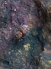 Tamigalesus
