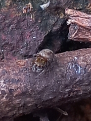 Tamigalesus