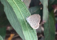 Zizula hylax pygmaea