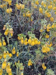 Calceolaria hypericina