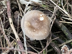 Amanita brunneofuliginea