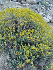 Calceolaria hypericina