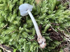 Amanita brunneofuliginea