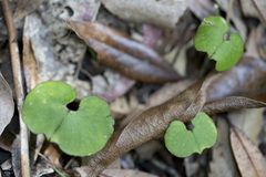 Corybas trilobus aggregate