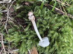 Amanita brunneofuliginea