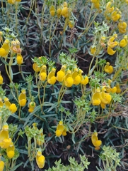 Calceolaria hypericina