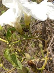Ipomoea pauciflora