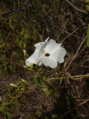 Ipomoea pauciflora